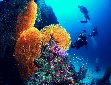 Scuba Diving